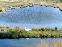 6 CFBS Avril 2017 Au Bord des Voies Cigognes Cygnes