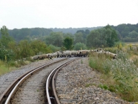 09 CFBS Retour des Moutons à la Bergerie